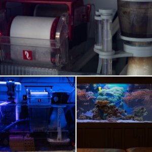 Aquariums Serviced
