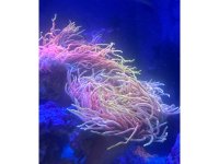 IMG_6245.jpeg