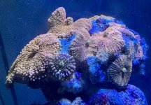 Orange Coral.jpg