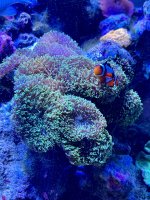 Coral 1.jpg