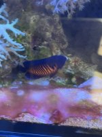 IMG_7588.jpeg